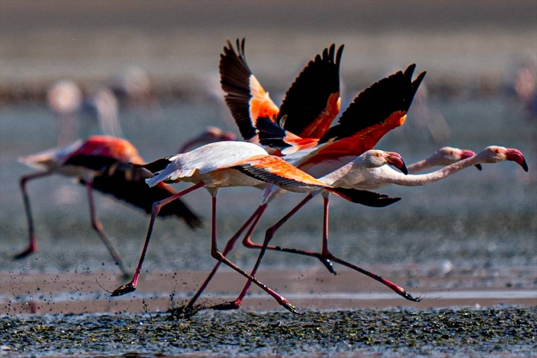 Konya’nın flamingo cenneti! 180 türe ev sahipliği yapıyor, görsel şölen sunuyor 28